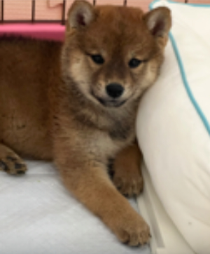 シェットランドシープドッグ写真