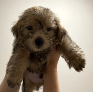 子犬写真
