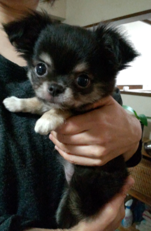 キャバリア写真