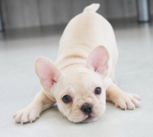フレンチブルドッグ写真