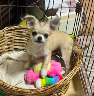 ゴールデンレトリーバー写真