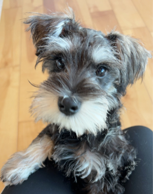 ボーダーコリー写真