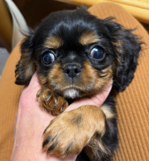 ボーダーコリー写真