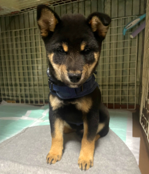 ダックスフンド写真