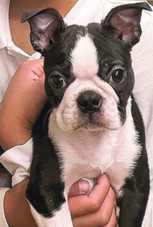 ボーダーコリー写真