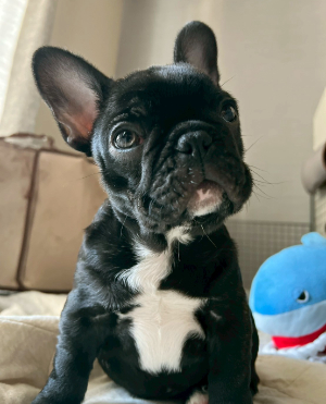 ボーダーコリー写真