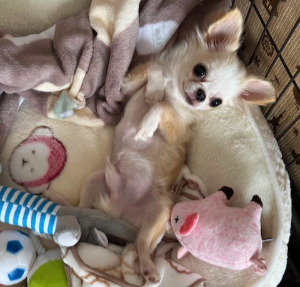 ノーリッチテリア写真