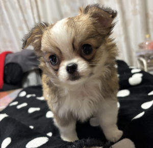 ミニチュアピンシャー写真