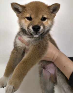 ミニチュアピンシャー写真