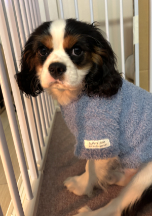 ミニチュアピンシャー写真