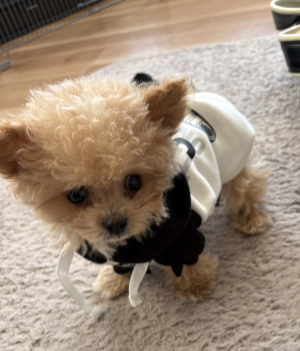 ミニチュア・シュナウザー写真