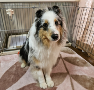 ミニチュア・シュナウザー写真