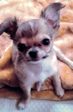 フレンチブルドッグ写真