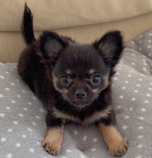 ノーリッチテリア写真